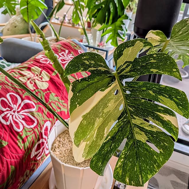 kolo92さんの実例写真