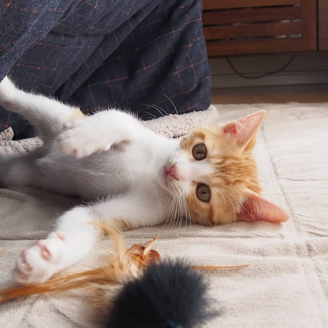 Toiroさんの実例写真
