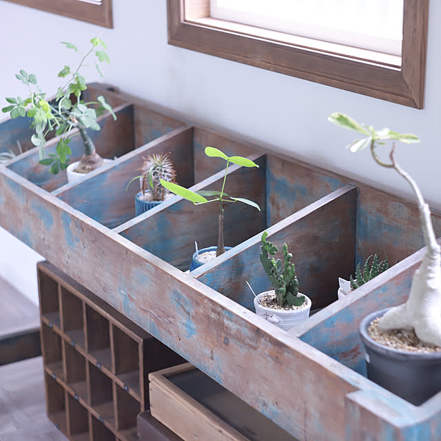 観葉植物/多肉植物/カフェ風/ドライフラワー/ナチュラル...などのインテリア実例 - 2021-12-20 11:54:43