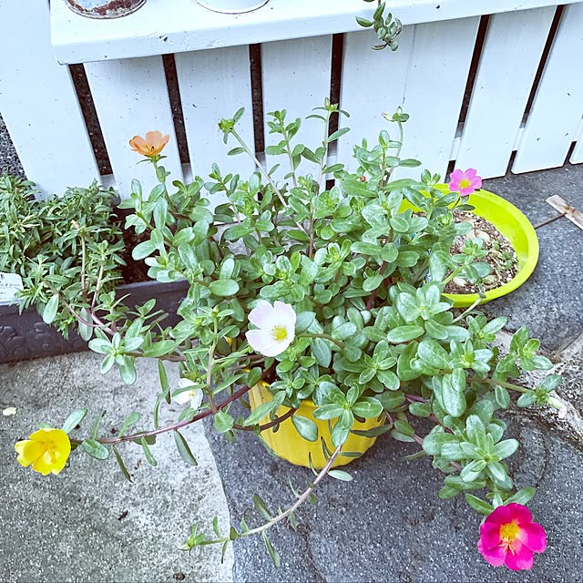 seroriさんの実例写真