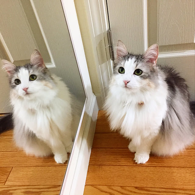 chacha.mamaさんの実例写真