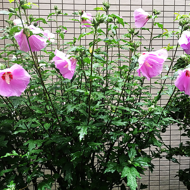 happy-sachiさんの実例写真