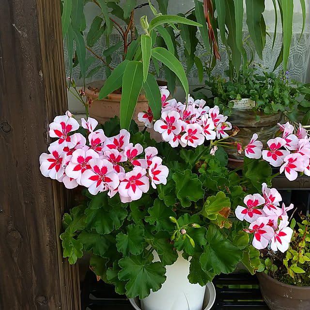 koyutan-mjmさんの実例写真