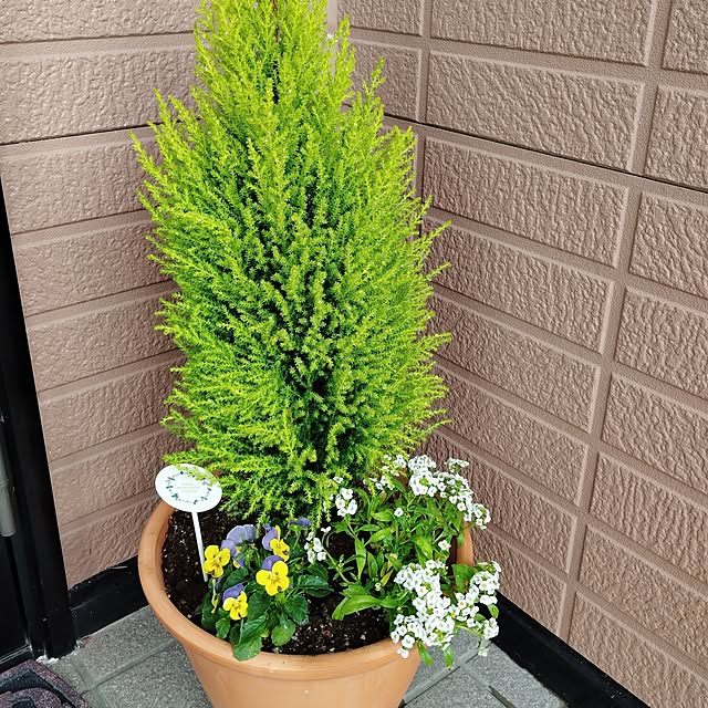 misakiさんの実例写真