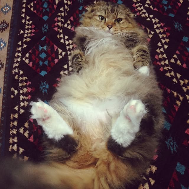 Y.Mさんの実例写真