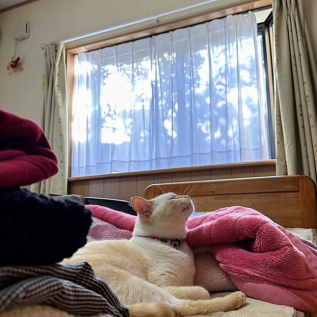 mohhaさんの実例写真