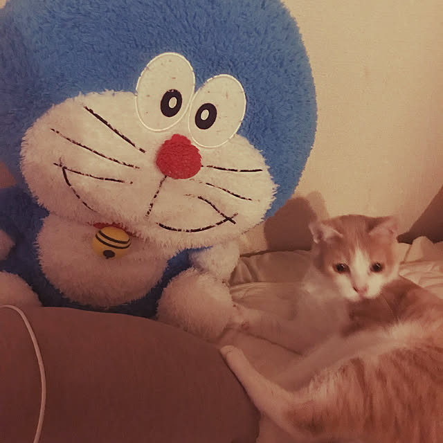 kou-kitiさんの実例写真