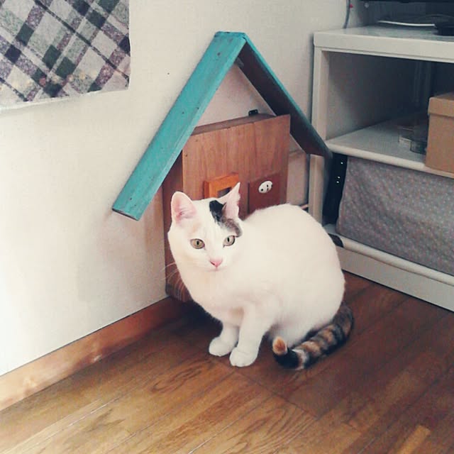 shinoさんの実例写真