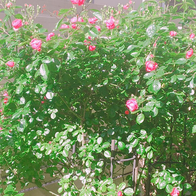 magnoliaさんの実例写真