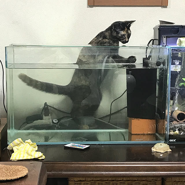 tornadeさんの実例写真