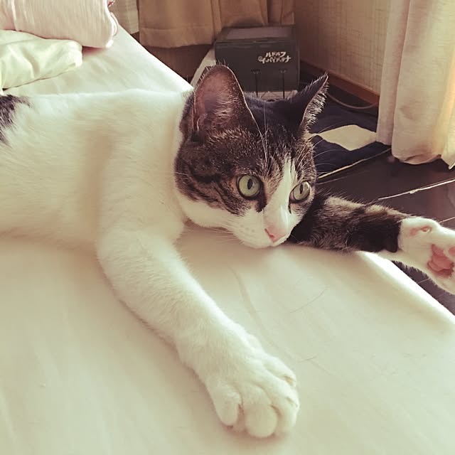 Shihoさんの実例写真
