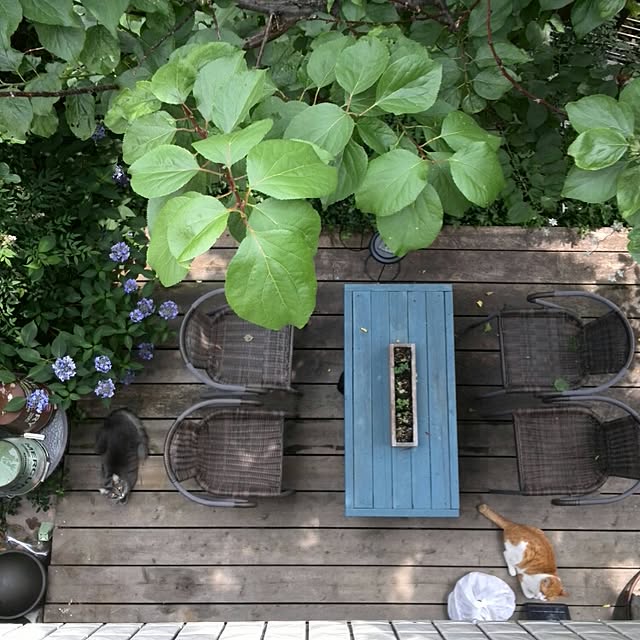 ayuさんの実例写真