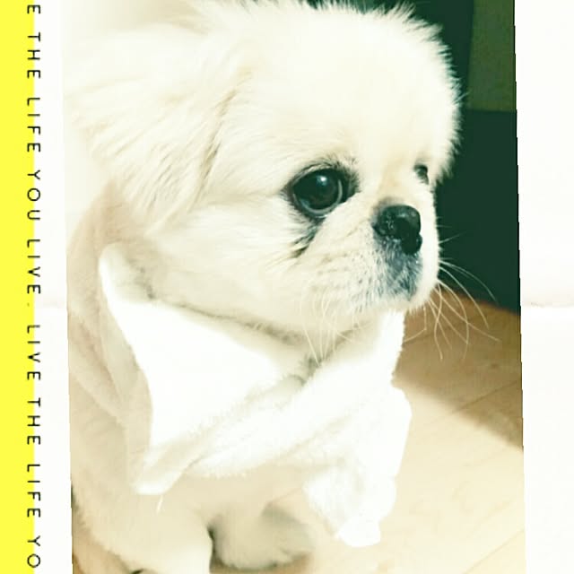 yukagomaさんの実例写真