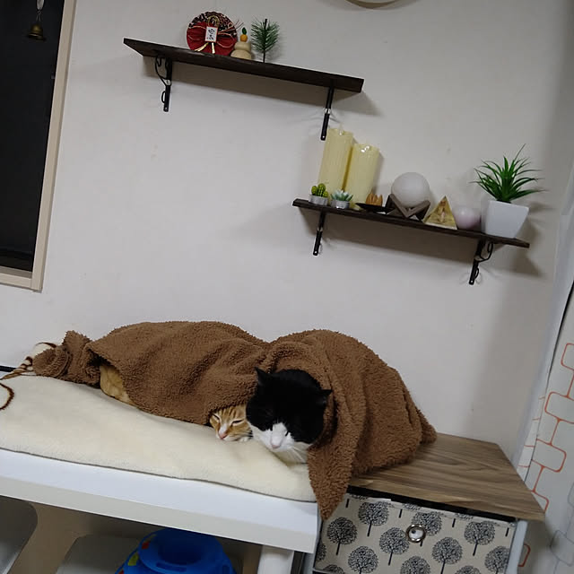 koromaroさんの実例写真