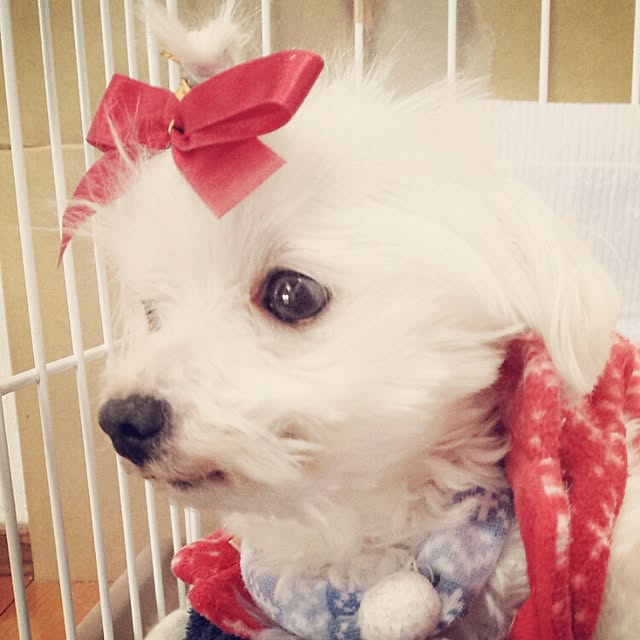 risaさんの実例写真