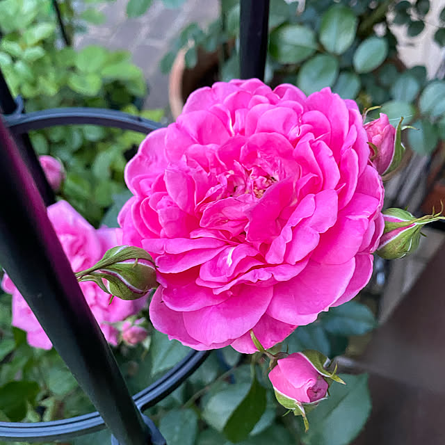 RoseLife5818さんの実例写真