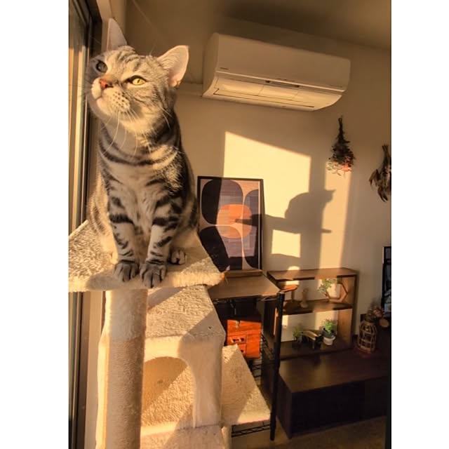 lovepeaceさんの実例写真