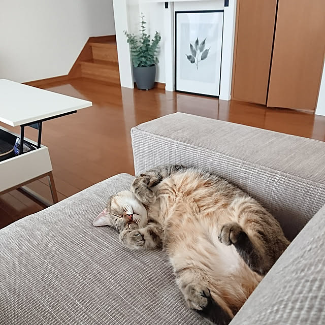 maikyさんの実例写真
