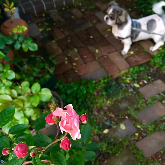 butachanさんの実例写真