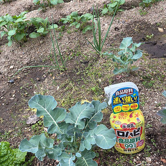 applepieさんの実例写真