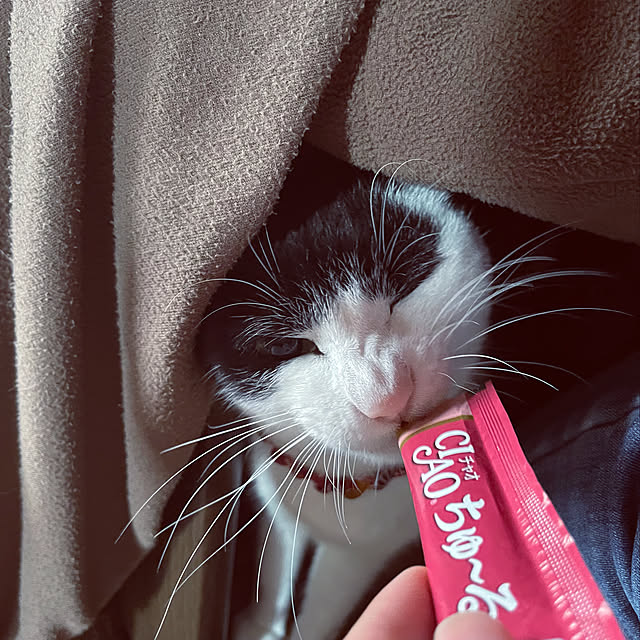 nekosamaさんの実例写真