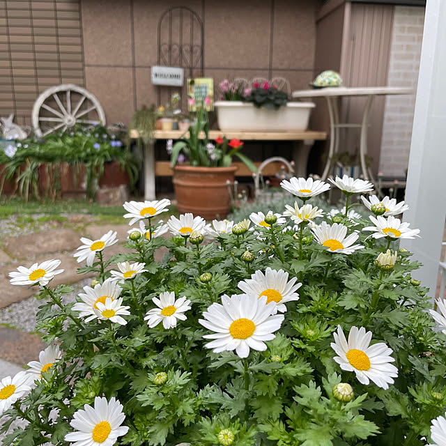 puriyuzuさんの実例写真