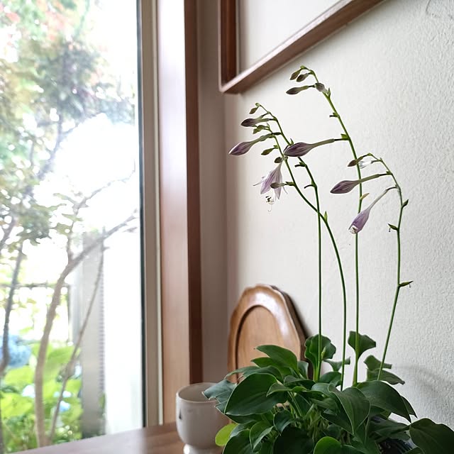 hana-さんの部屋