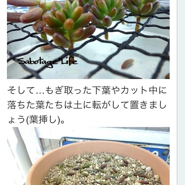 Nanaさんの実例写真
