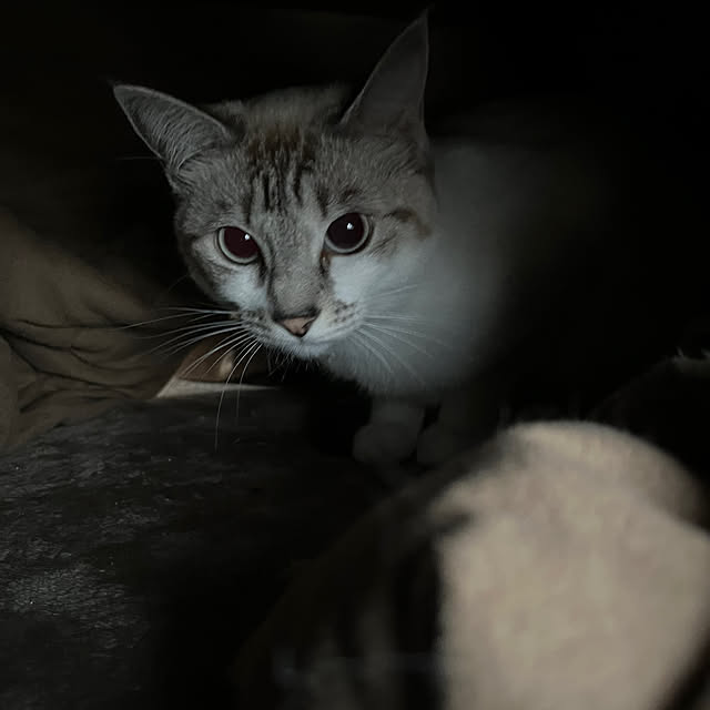 nekoさんの部屋