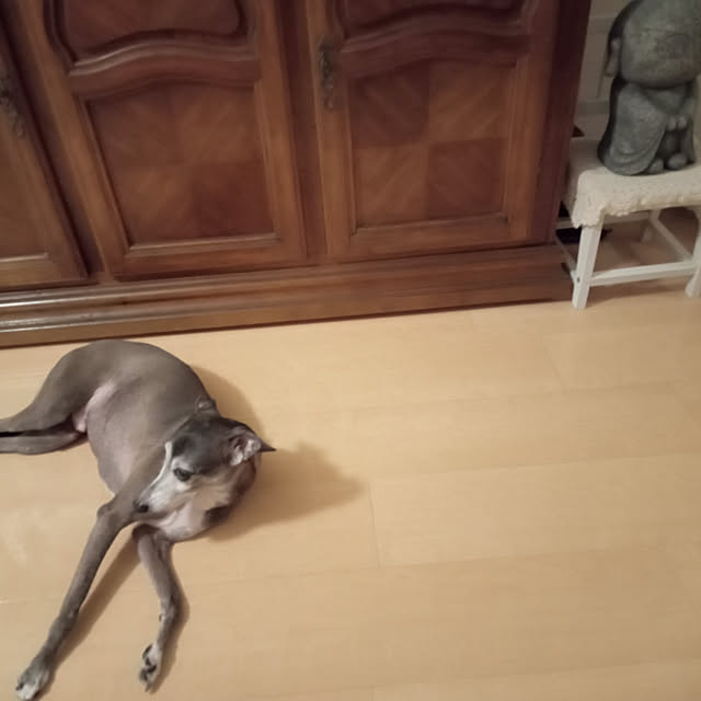 moruさんの実例写真