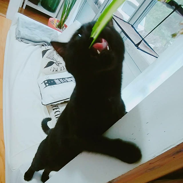 taleo07さんの実例写真