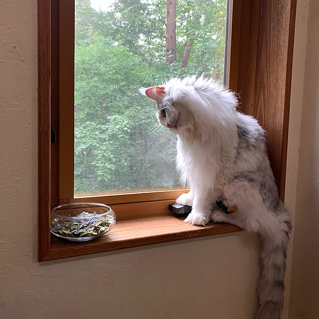 Kikko.さんの実例写真