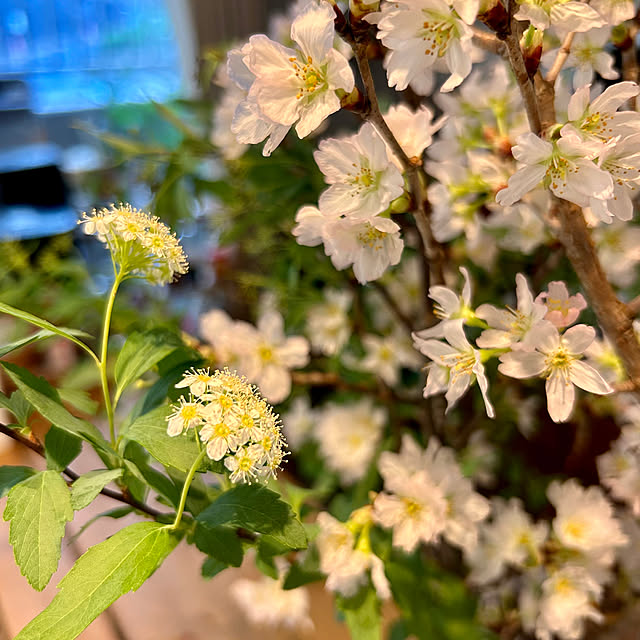 karuraaさんの部屋