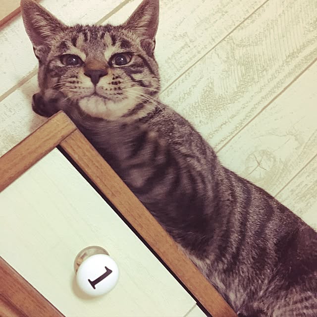meguさんの実例写真