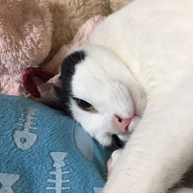 sakuraさんの実例写真
