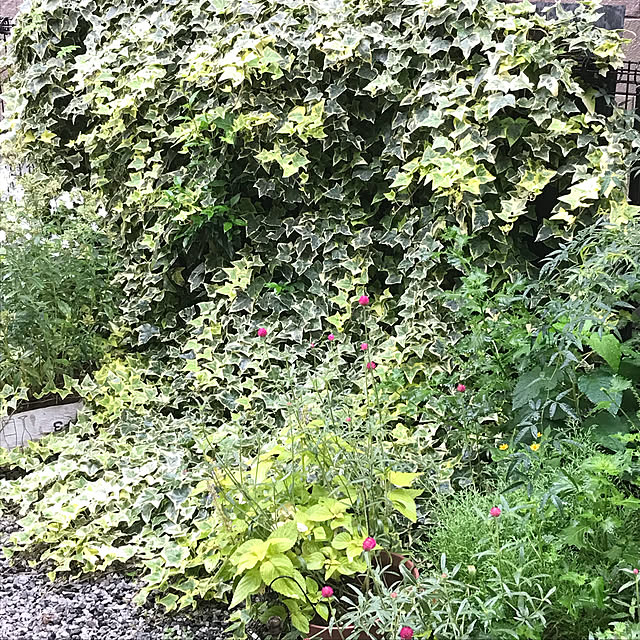 miporinさんの実例写真