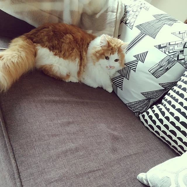 Akiさんの実例写真