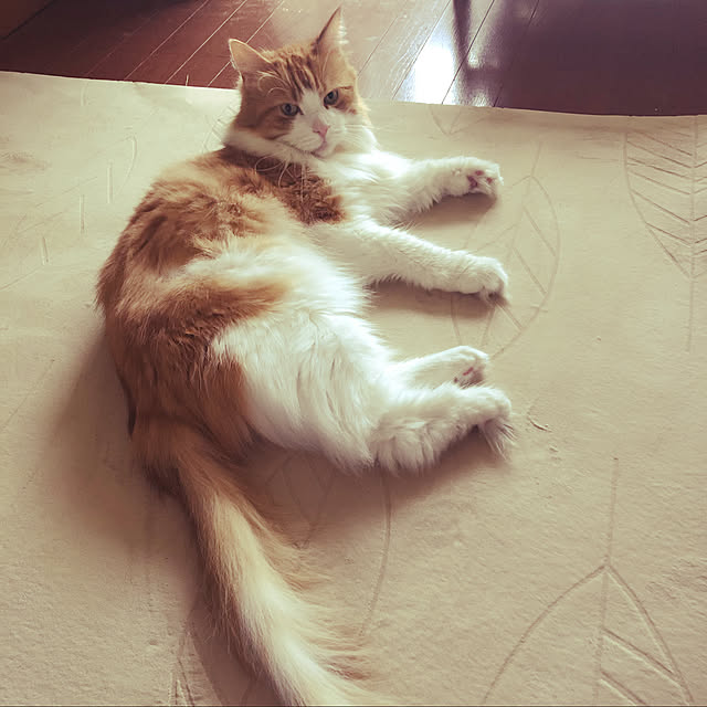 uchidaizuさんの実例写真