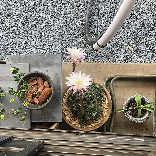 hahaさんの実例写真