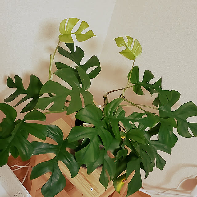 akihimeさんの実例写真