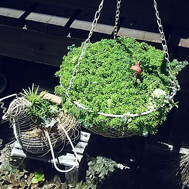 portulacaさんの実例写真
