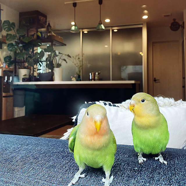 moainanoさんの実例写真