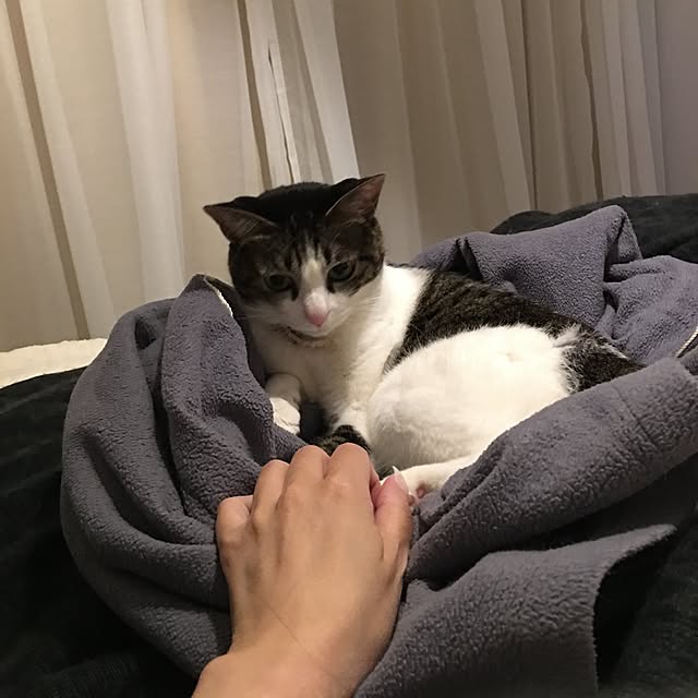 Shihoさんの実例写真