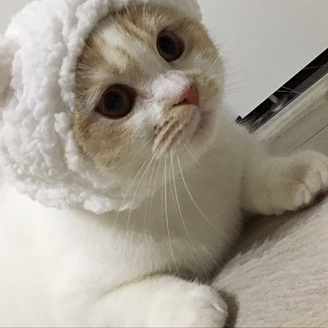 harupiさんの実例写真
