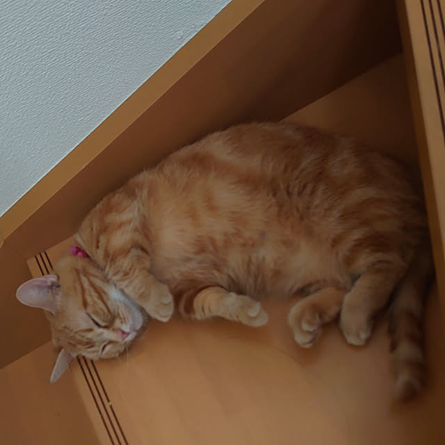 shinobuさんの実例写真