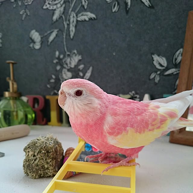 ベッド周り/アキクサインコのインテリア実例 - 2016-03-12 21:14:02