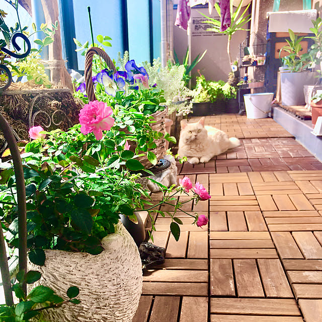 naokoさんの部屋