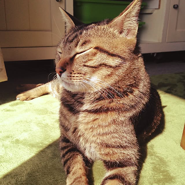 shigimiさんの実例写真