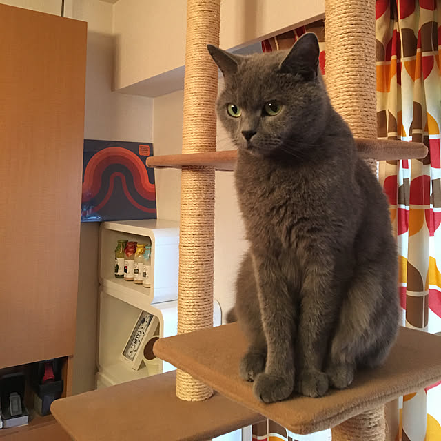 ikettenさんの実例写真