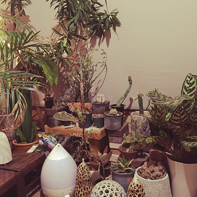 ベッド周り/観葉植物のインテリア実例 - 2017-12-12 00:28:57